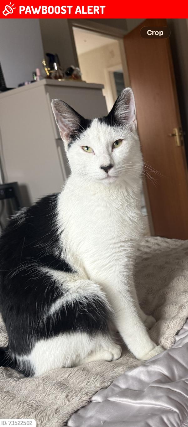 Lost Male Cat last seen Near atha street, Beeston, England LS11 7BT