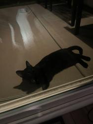 Found/Stray Female Cat last seen Clemson, Columbia, SC 29229