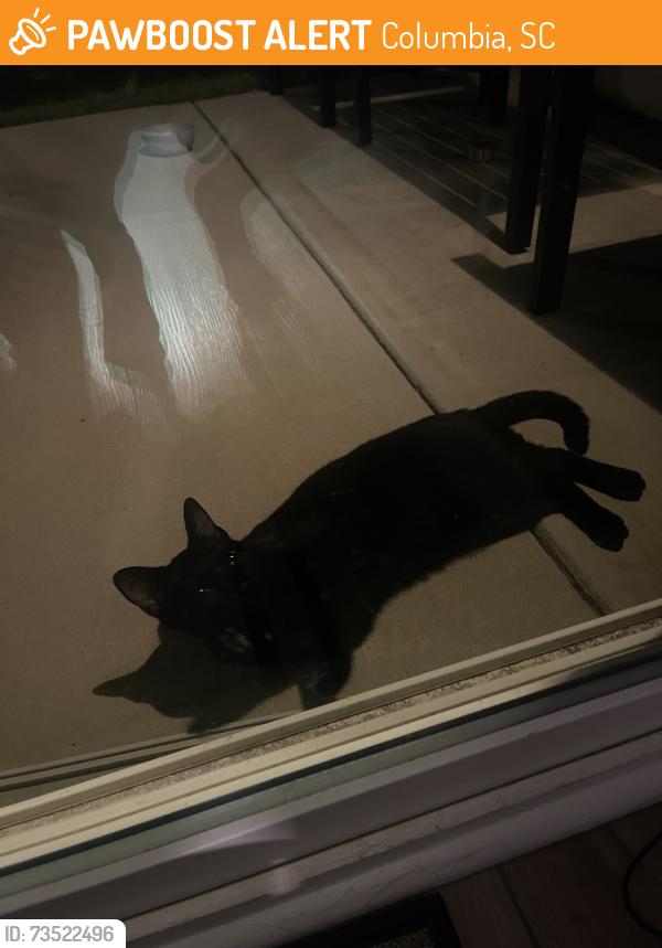 Found/Stray Female Cat last seen Clemson, Columbia, SC 29229