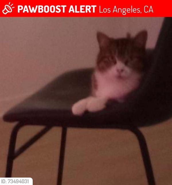 Lost Female Cat last seen Near Marmion way #104 L.A 90065, Los Angeles, CA 90042
