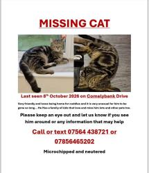 Lost Male Cat last seen Doncaster road, Denaby Main, England 
