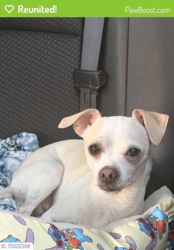 Reunited Male Dog last seen Near w century blvd , anywhere going down from century by motel 6 to sofi stadium surrounding areas, Inglewood, CA 90304