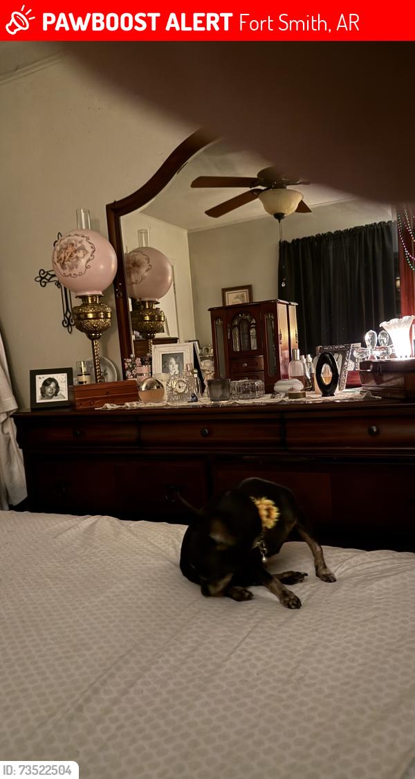 Lost Female Dog last seen Geeenwood Ave, Fort Smith, AR 72901