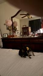 Lost Female Dog last seen Geeenwood Ave, Fort Smith, AR 72901