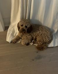 Lost Male Dog last seen Schoenbeck Road and Thomas Street, Prospect Heights, IL 60070, Prospect Heights, IL 60070