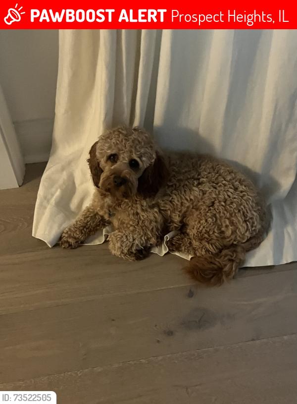 Lost Male Dog last seen Schoenbeck Road and Thomas Street, Prospect Heights, IL 60070, Prospect Heights, IL 60070