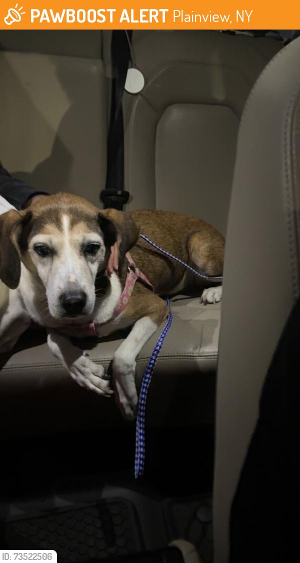 Found/Stray Female Dog last seen plainview old bethpage middle school, Plainview, NY 11803