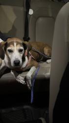 Found/Stray Female Dog last seen plainview old bethpage middle school, Plainview, NY 11803