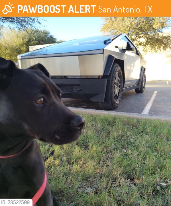 Found/Stray Female Dog last seen Walking around parking lot near entrance of park., San Antonio, TX 78227