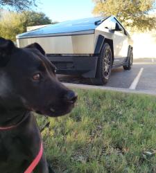 Found/Stray Female Dog last seen Walking around parking lot near entrance of park., San Antonio, TX 78227