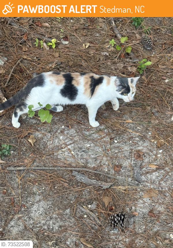 Found/Stray Unknown Cat last seen Stedman, NC, Stedman, NC 28391