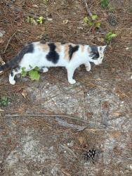 Found/Stray Unknown Cat last seen Stedman, NC, Stedman, NC 28391