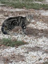 Found/Stray Unknown Cat last seen Stedman,NC, Stedman, NC 28391