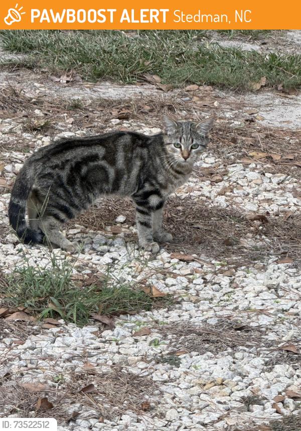 Found/Stray Unknown Cat last seen Stedman,NC, Stedman, NC 28391