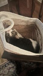 Reunited Male Cat last seen Van Buren Ave S and Belmore Lane, Hopkins, MN 55343