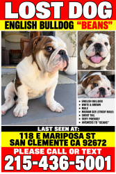 Lost Male Dog last seen El Camino real, San Clemente, CA 92672