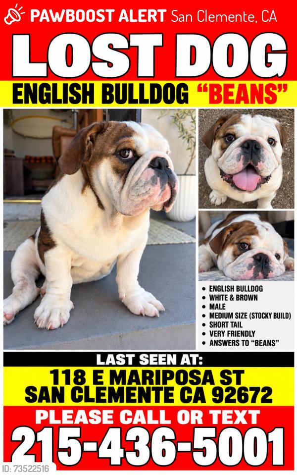 Lost Male Dog last seen El Camino real, San Clemente, CA 92672