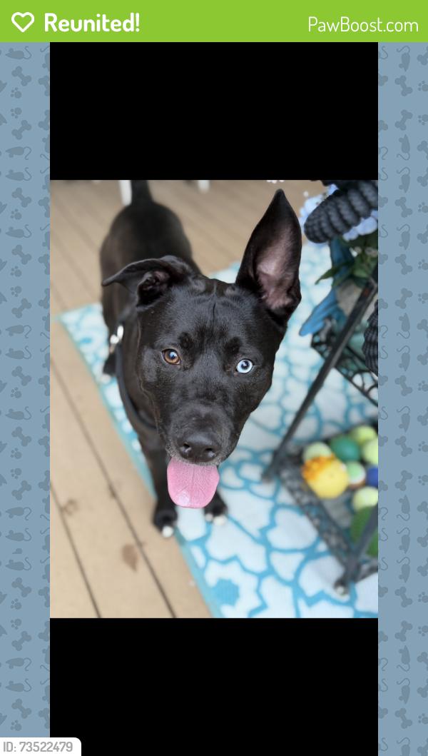 Reunited Male Dog last seen Highland village blooming Indiana, Bloomington, IN 47403