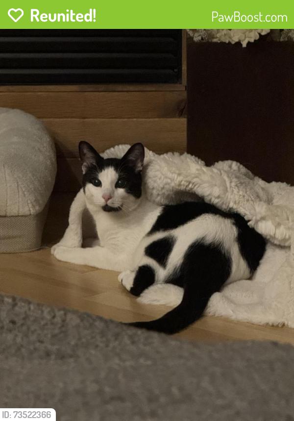 Reunited Male Cat last seen Southlands, Aurora, CO 80016