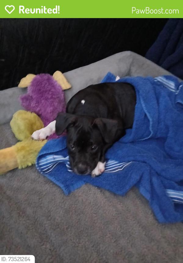 Reunited Female Dog last seen Oxenham ave and Alexson St, Shady Hills, FL 34609