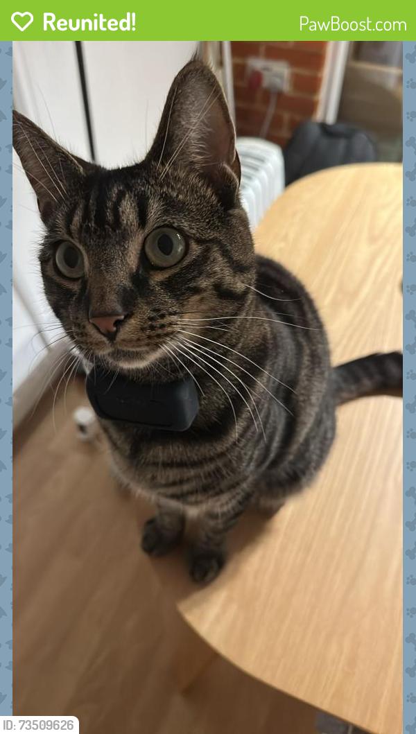 Reunited Male Cat last seen Daws Place, Watercolour, Redhill, Surrey, England 