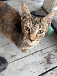 Lost Female Cat last seen 21st and Marshall, Newport News, VA 23607