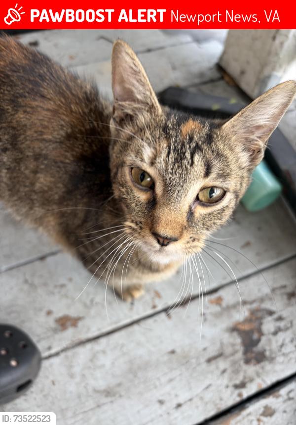 Lost Female Cat last seen 21st and Marshall, Newport News, VA 23607