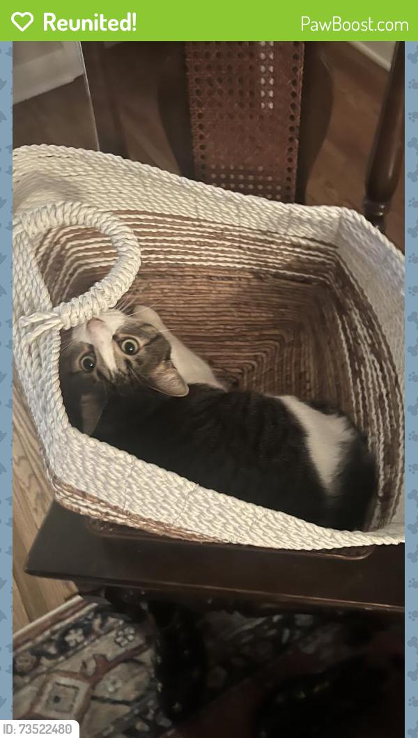 Reunited Male Cat last seen Van Buren Ave S and Belmore Lane, Hopkins, MN 55343
