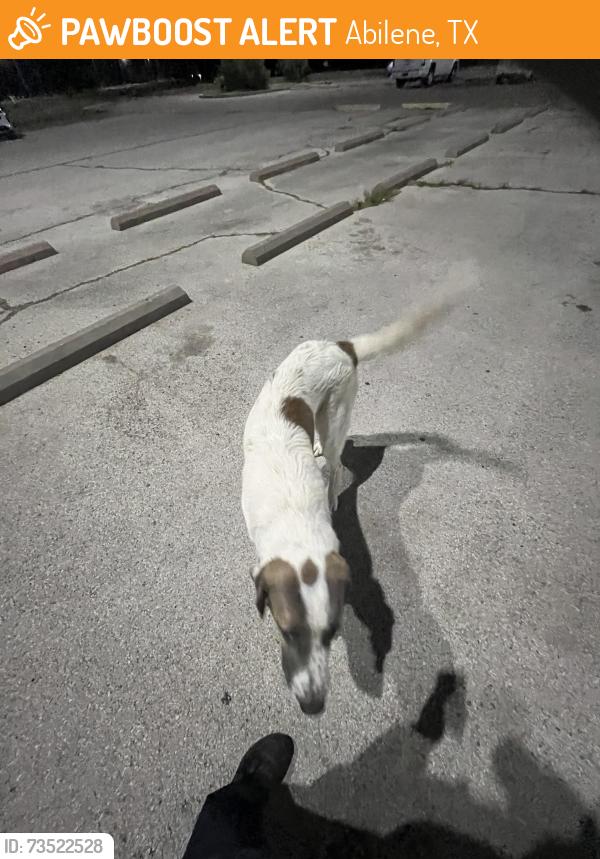 Found/Stray Unknown Dog last seen Robertson unit, Abilene, TX 79601