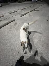 Found/Stray Unknown Dog last seen Robertson unit, Abilene, TX 79601