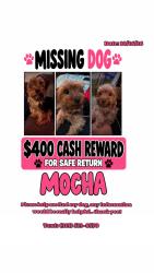 Lost Female Dog last seen Livernois and Florence st, Detroit, MI 48221