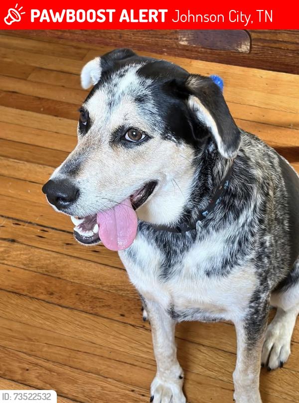 Lost Female Dog last seen Southside elementary school, Johnson City, TN 37604