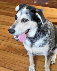 Lost Female Dog last seen Southside elementary school, Johnson City, TN 37604