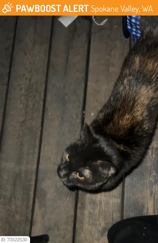 Found/Stray Unknown Cat last seen Pines and McDonald, Spokane Valley, WA 99216