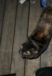 Found/Stray Unknown Cat last seen Pines and McDonald, Spokane Valley, WA 99216