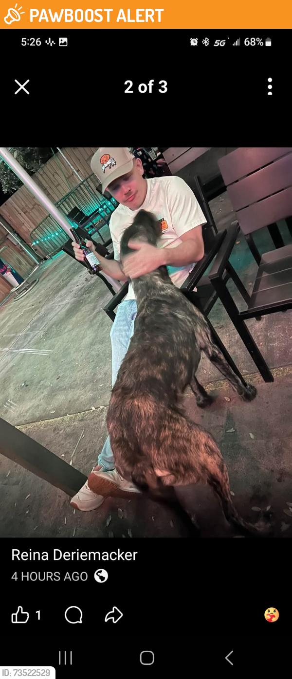 Found/Stray Male Dog last seen Uptown O'reilly's Creighton rd, Escambia County, FL 32504