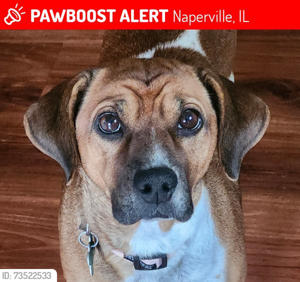 Lost Female Dog last seen Ogden Avenue and Mill Street, Naperville, IL 60540