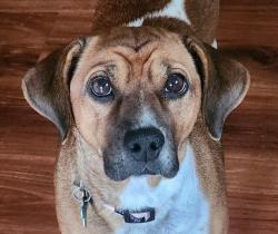 Lost Female Dog last seen Ogden Avenue and Mill Street, Naperville, IL 60540