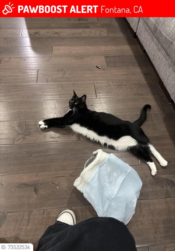 Lost Female Cat last seen Pepperwood ln, Fontana CA, Fontana, CA 92336