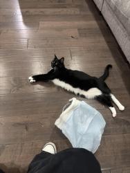 Lost Female Cat last seen Pepperwood ln, Fontana CA, Fontana, CA 92336