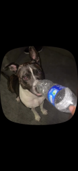 Lost Female Dog last seen Summit, Cesar e Chavez ave, Pontiac, MI 48342