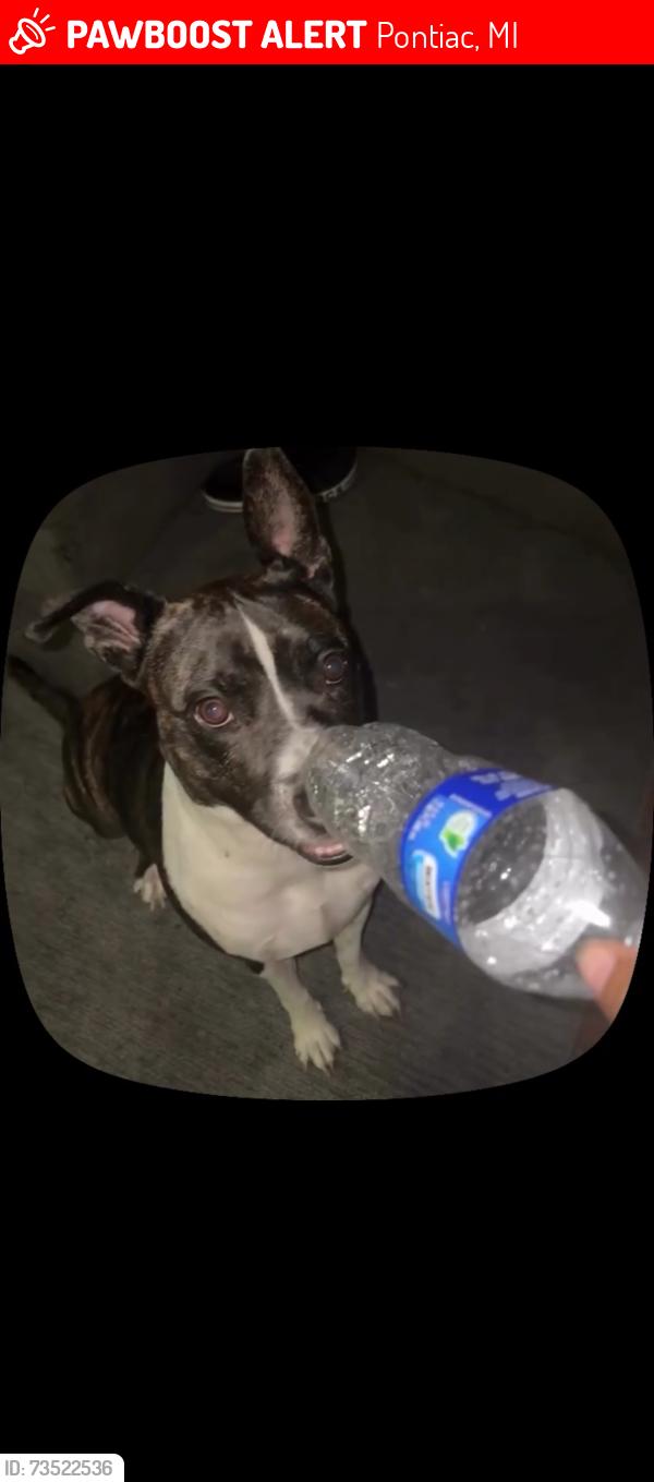 Lost Female Dog last seen Summit, Cesar e Chavez ave, Pontiac, MI 48342