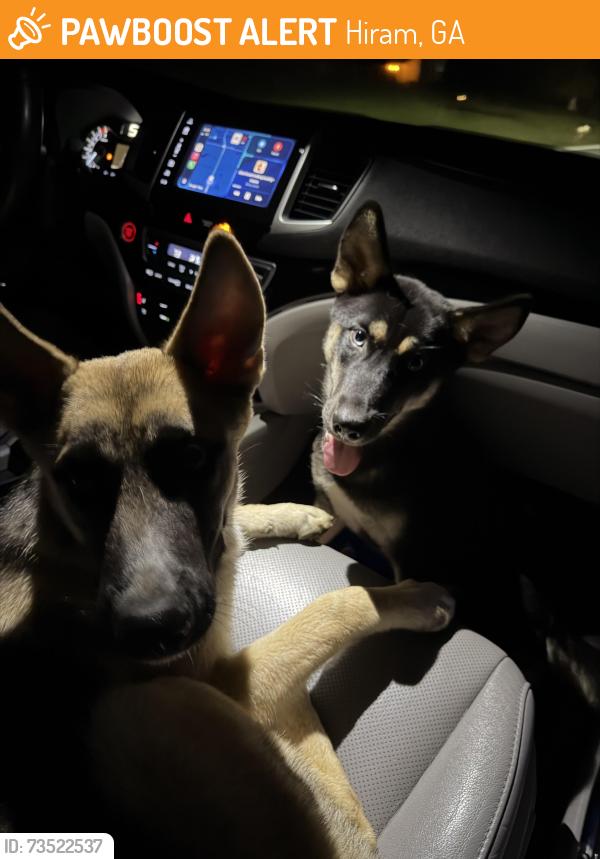 Found/Stray Unknown Dog last seen You tell me, Hiram, GA 30141