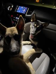 Found/Stray Unknown Dog last seen You tell me, Hiram, GA 30141