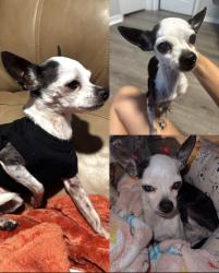 Reunited Male Dog last seen Oneida street, Inverness, FL 34452