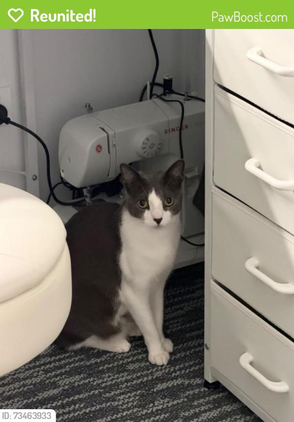 Reunited Female Cat last seen Zetland, Zetland, NSW 2017