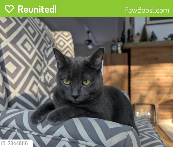 Reunited Female Cat last seen Rochester Rd and Whims, Oakland Township, MI 48306