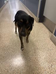 Shelter Stray Male Dog last seen Near BLOCK S BAYSHORE DR, 3599 NW 79th Ave, Doral, FL 33122, USA