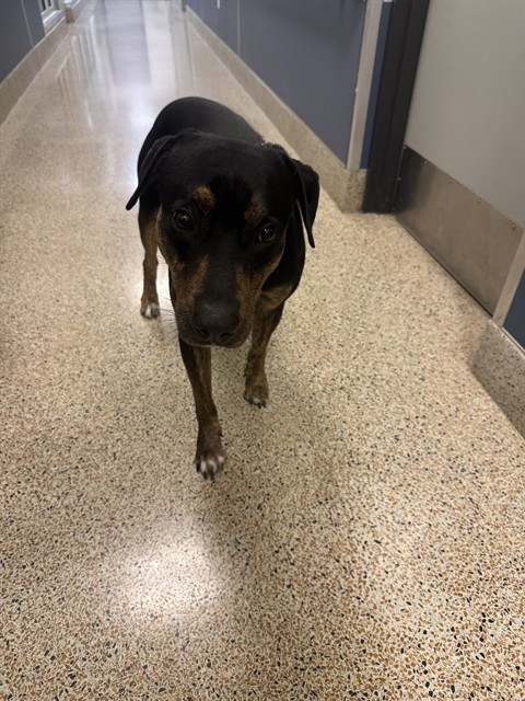 Shelter Stray Male Dog last seen Near BLOCK S BAYSHORE DR, 3599 NW 79th Ave, Doral, FL 33122, USA