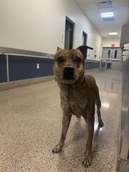 Shelter Stray Male Dog last seen Near BLOCK S BAYSHORE DR, 3599 NW 79th Ave, Doral, FL 33122, USA
